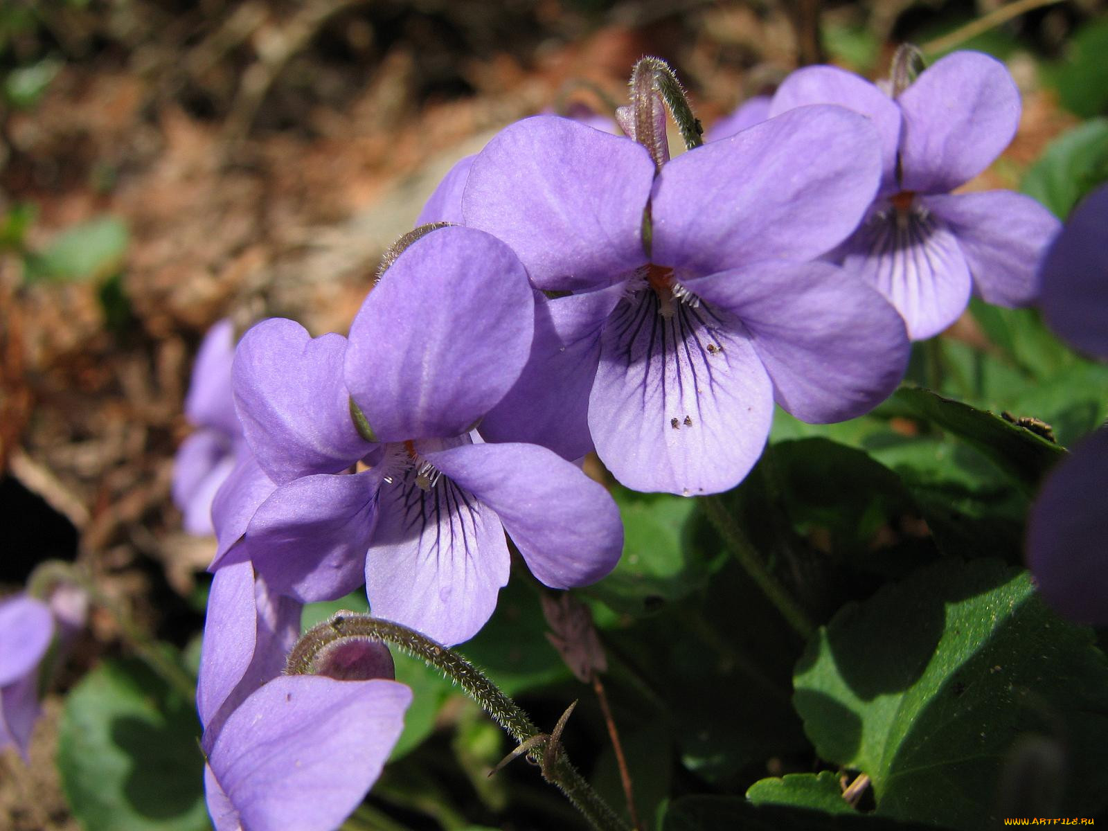 wild, violets, , 